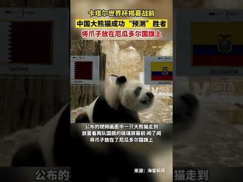 森林狼管理,层决策失误,华子虽出色,皇冠体育app下载,皇冠体育官网,澳门皇冠体育,bet皇冠体育在线